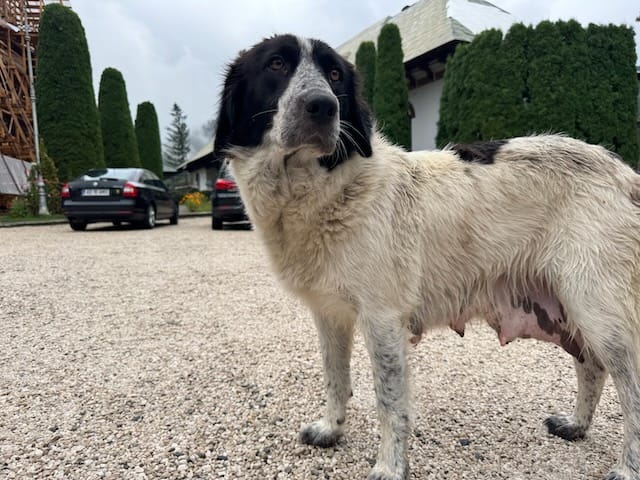 A wary, medium-sized stray dog with muddy white fur and black patches stands on a gravel lot, ribs and nipples visible, looking off to the side. Parked cars and tall, manicured evergreens line the background beneath a gray sky.