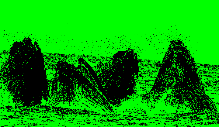 Several humpback whales with open mouths feeding at the surface of the ocean.