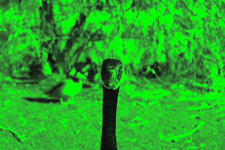 Close-up of a Canada goose with its head and neck in sharp focus, standing on dirt. The background is blurred, showing several ducks and natural elements like branches and rocks.